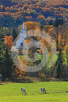 Vermont Church and Cows