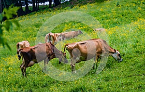 Dairy cows grazing on a hillside in spring