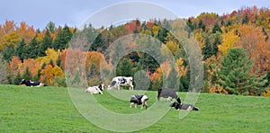 Vermont Fall Foliage, Mount Mansfield, Vermont