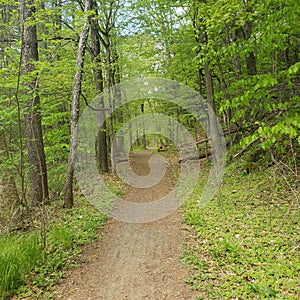 Vermont trail brattleboro/dummerston