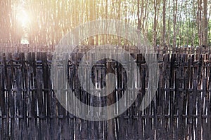 Vernacular architecture detail image show old wooden lattice panel fence with tropical forest background.