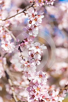 The vernal blooming of an almond tree. Blue sky background, pink flowers. Vertical. Close-up.