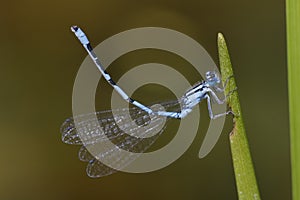 Vernal Bluet Hemaris diffinis on a cattail leaf
