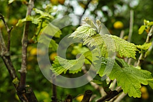 Vernal grape leaves in vineyard