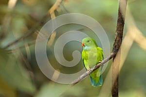 Vernal hanging parakeet on branch,  Loriculus vernalis, Dandeli, Karnataka, India