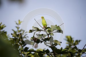 Vernal hanging parrot