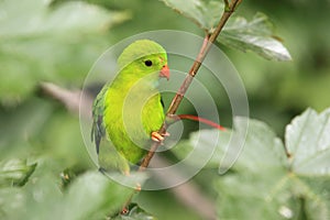 Vernal hanging parrot