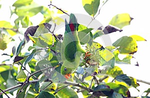 Vernal Hanging Parrot Loriculus vernalis