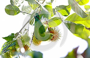 Vernal Hanging Parrot Loriculus vernalis