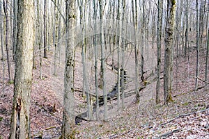 Vernal Stream in an Early Spring Woodland