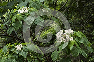 Vernicia cordata blossoms photo