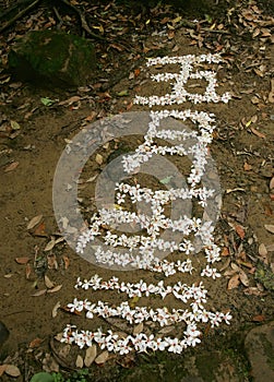 Vernicia fordii blossom in Tucheng area photo