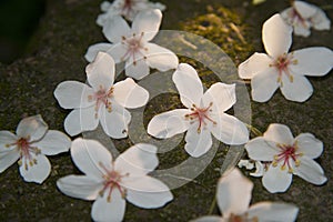 Vernicia fordii flowers on the ground photo