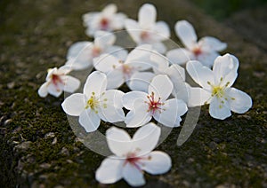 Vernicia fordii flowers on the ground photo