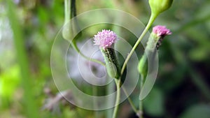 Vernonia Cinerea flower