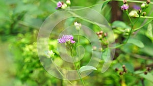 Vernonia glauca (Appalachian Ironweed, Broadleaf Ironweed, Tawny Ironweed, Upland Ironweed)