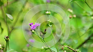 Vernonia glauca (Appalachian Ironweed, Broadleaf Ironweed, Tawny Ironweed, Upland Ironweed)