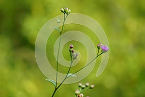 Vernonia glauca (Appalachian Ironweed, Broadleaf Ironweed, Tawny Ironweed, Upland Ironweed)