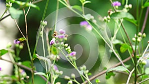 Vernonia glauca (Appalachian Ironweed, Broadleaf Ironweed, Tawny Ironweed, Upland Ironweed)