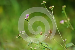 Vernonia glauca (Appalachian Ironweed, Broadleaf Ironweed, Tawny Ironweed, Upland Ironweed)