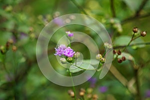 Vernonia glauca (Appalachian Ironweed, Broadleaf Ironweed, Tawny Ironweed, Upland Ironweed)