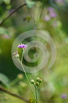 Vernonia glauca (Appalachian Ironweed, Broadleaf Ironweed, Tawny Ironweed, Upland Ironweed)