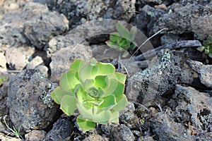 Verode, planta endÃÂ©mica de Canarias photo