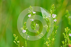 Veronica anagallis