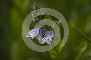 Veronica anagallis-aquatica