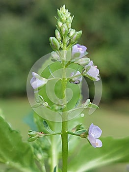 Veronica anagallis-aquatica