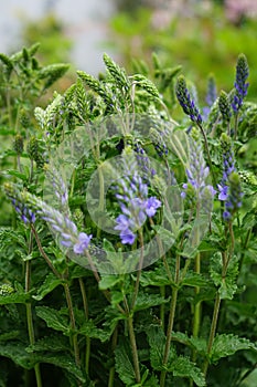 Veronica anagallis-aquatica is a species of flowering plant in the family Plantaginaceae. Berlin, Germany