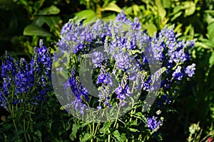 Veronica anagallis-aquatica is a species of flowering plant in the family Plantaginaceae. Berlin, Germany