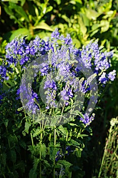 Veronica anagallis-aquatica is a species of flowering plant in the family Plantaginaceae. Berlin, Germany