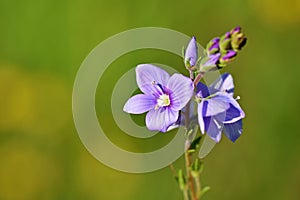 Veronica anagallis-aquatica , water speedwell flower , flora Iran photo