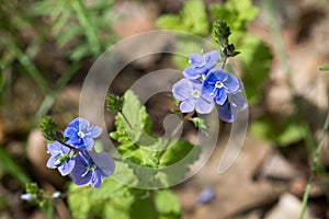 Veronica chamaedrys, bird\'s-eye speedwell blue flowers closeup selective focus