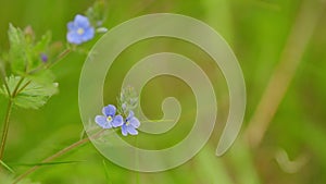 Veronica chamaedrys - blue blossoms in spring. Flowering plant in the plantain family plantaginaceae. Selective focus.