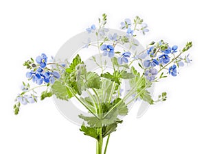 Veronica chamaedrys flower