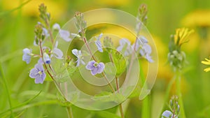 Veronica chamaedrys, the germander speedwell, birds-eye speedwell, or cats eyes is an herbaceous perennial species