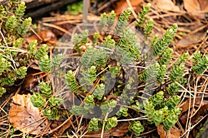 Veronica Decumbens plant in Zurich in Switzerland