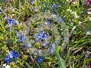 Veronica dubravnaya is a perennial herbaceous plant of the Plantain family.