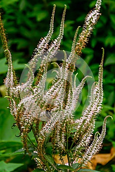 Veronica exalted bush in the ripening stage photo