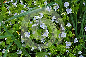 Veronica filiformis blooms in the wild