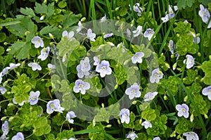 Veronica filiformis blooms in the wild