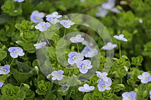 Veronica filiformis blooms in the wild
