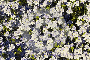 Veronica filiformis Slender speedwell blooming