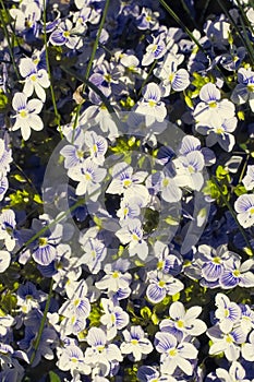 Veronica filiformis Slender speedwell blooming