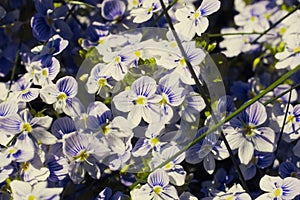 Veronica filiformis Slender speedwell blooming