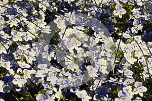 Veronica filiformis Slender speedwell blooming