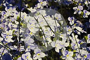 Veronica filiformis Slender speedwell blooming