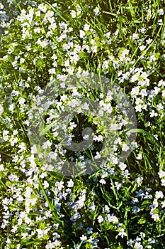 Veronica filiformis Slender speedwell blooming